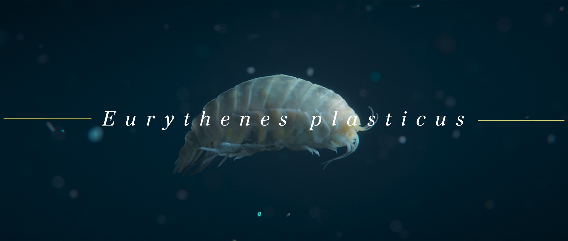 WWF Eurythenes Plasticus species